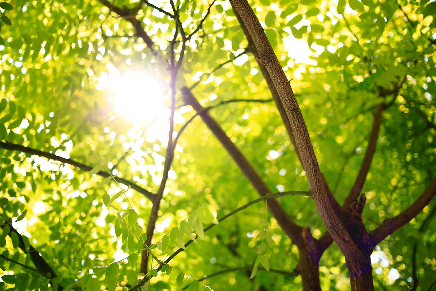 safest hair dye brand is natural hair dye made from plants;p picture of sun shine through tree branches