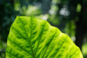 organic hair colour , green plant leaf