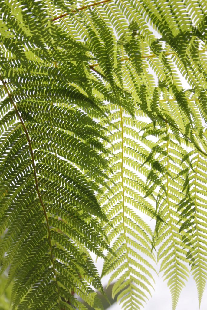 Herbal Hair Colour | Acacia Catechu | Renaissance Henna