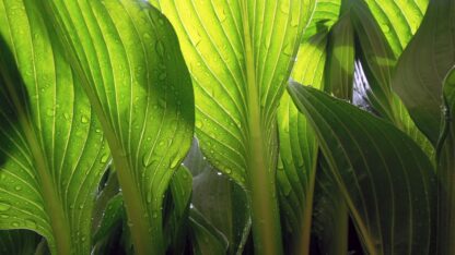 herbal hair colour professional use at home plant hair dye