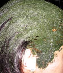 Maryam applying Indigo paste to front section of hair, side view